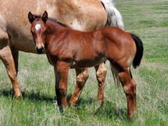 Whiskey Up Orchid JW <BR> AQHA PENDING